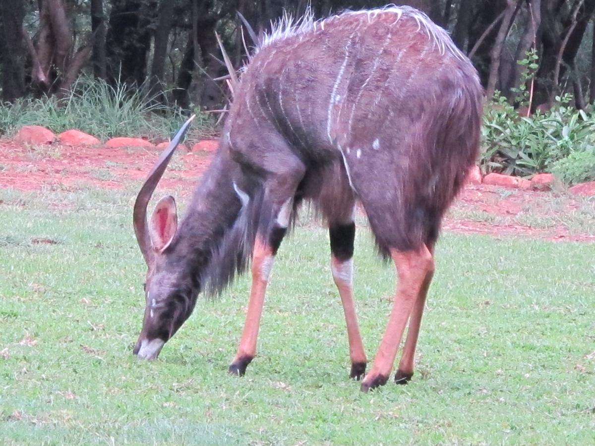 Harties Is Africa Safari Lodge Kosmos Exteriér fotografie