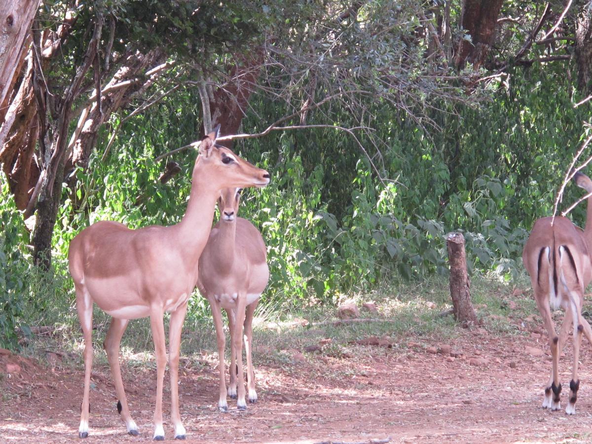 Harties Is Africa Safari Lodge Kosmos Exteriér fotografie
